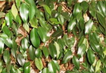 Фикус Бенджамина