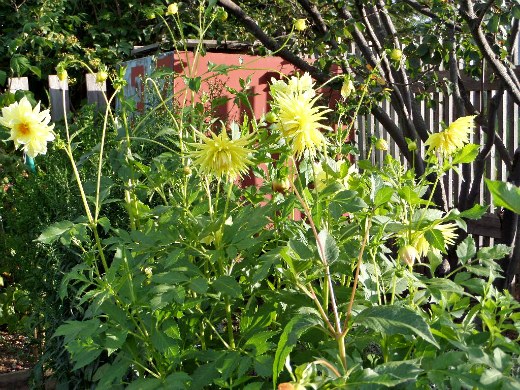 Как сажать георгины весной Как сажать георгины весной