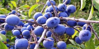 Терн и Тернослива