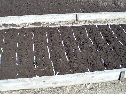 Посадка моркови лентой Посадка моркови лентой