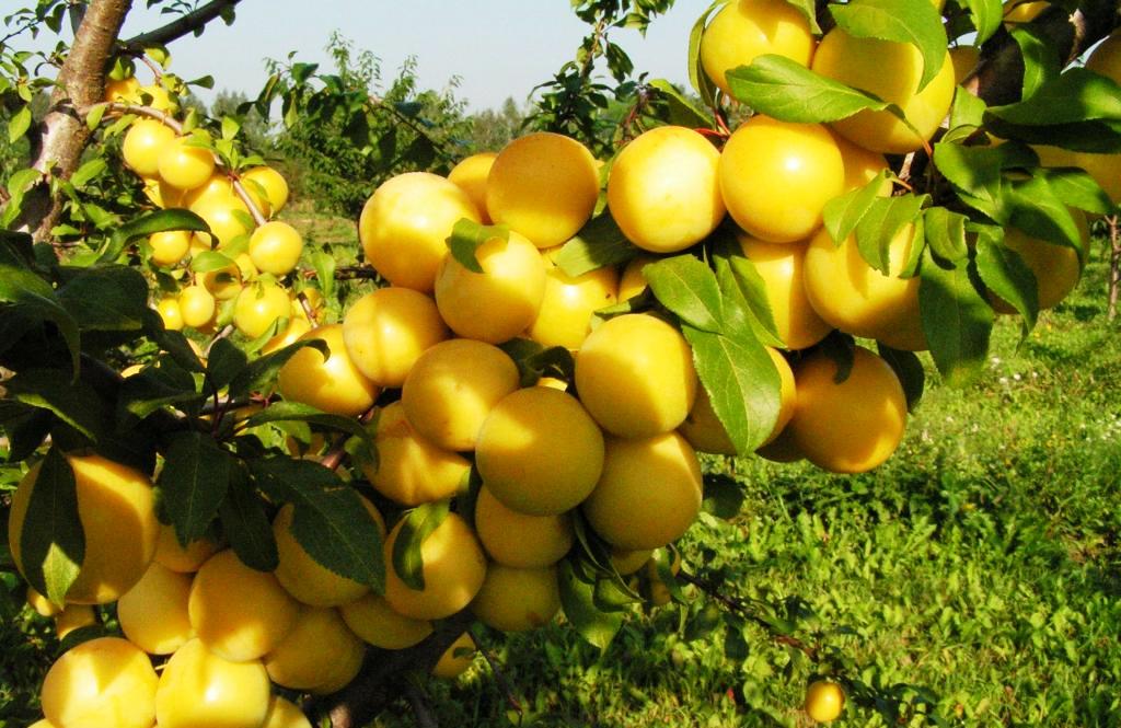 Алыча Алыча