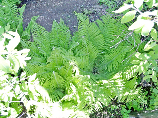 Выращивание папоротников в саду Выращивание папоротников в саду