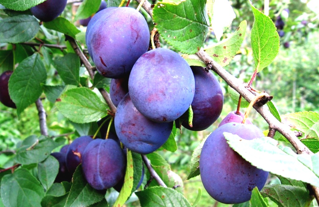 Слива Слива