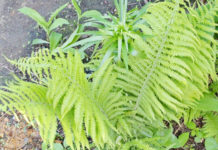 Выращивание папоротников в саду