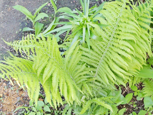 Выращивание папоротников в саду Выращивание папоротников в саду