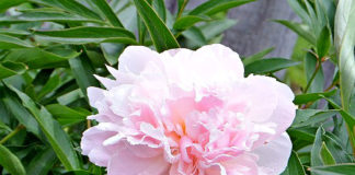 Почему не цветут пионы, что делать