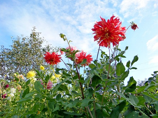 Как сажать георгины весной Как сажать георгины весной