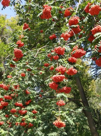 Садовые деревья и кустарники Садовые деревья и кустарники