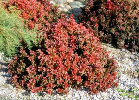 Садовые деревья и кустарники Садовые деревья и кустарники