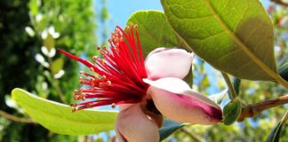 Фейхоа (Акка)