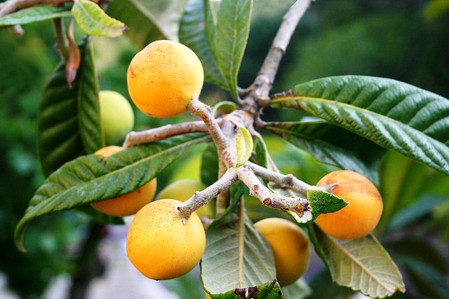 Мушмула Мушмула