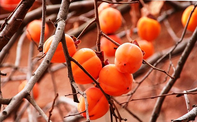 Хурма Хурма