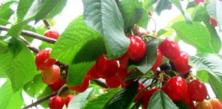 Церападус Падоцерус