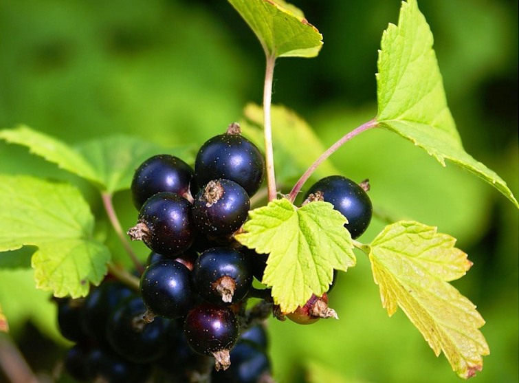 Смородина черная Смородина черная