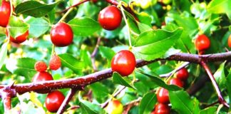 Унаби (Зизифус, Китайский финик)