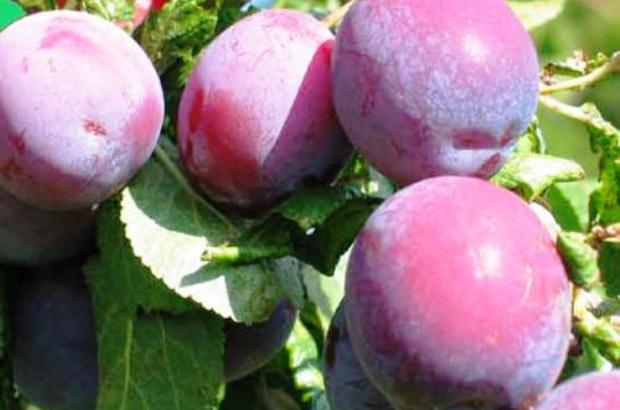 Слива Слива