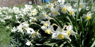 Посадка нарциссов осенью
