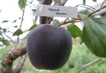 Абрикосоалыча (Абрикос черный)