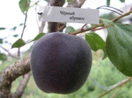 Абрикосоалыча (Абрикос черный)