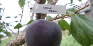 Абрикосоалыча (Абрикос черный)