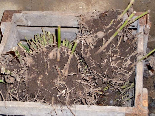 Как сажать георгины весной Как сажать георгины весной