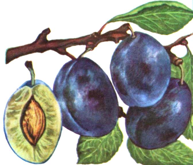 Слива Слива