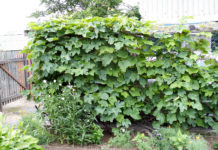 Вертикальное озеленение дачного участка своими руками