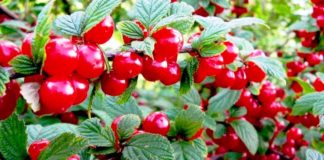 Вишня войлочная