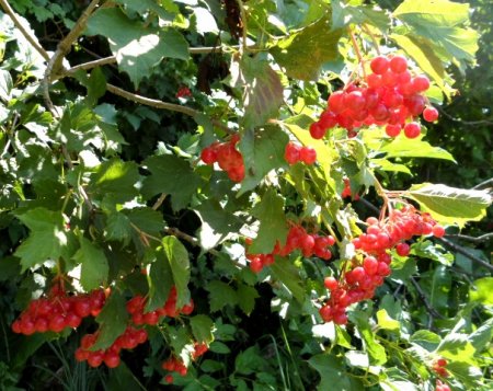 Садовые деревья и кустарники Садовые деревья и кустарники