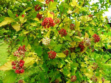 Садовые деревья и кустарники Садовые деревья и кустарники