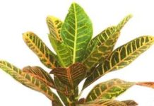 Кодиеум (Кротон)