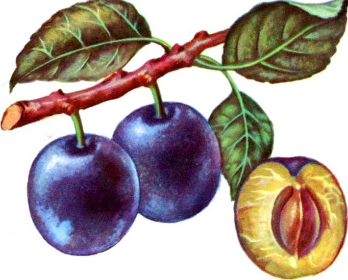 Слива Слива