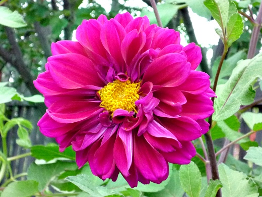 Как сажать георгины весной Как сажать георгины весной