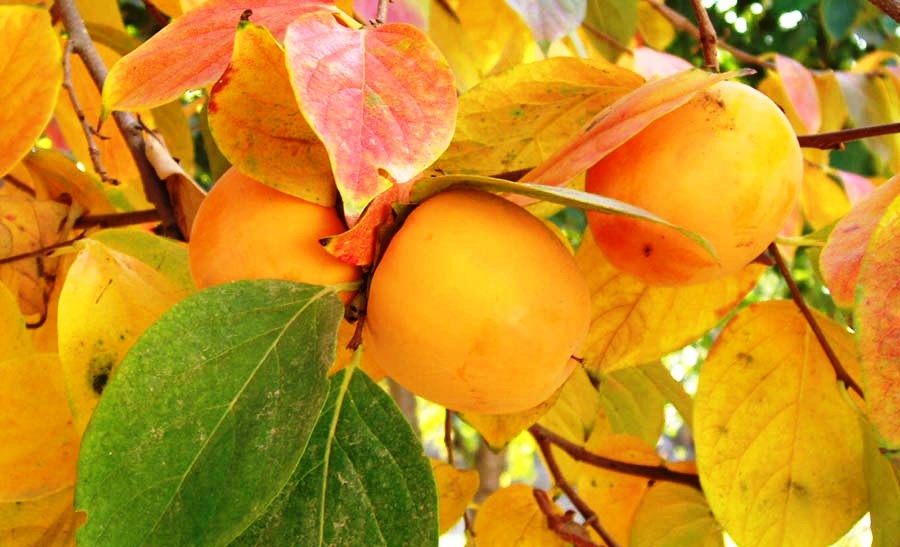 Хурма Хурма