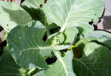 Почему у капусты не завязываются кочаны