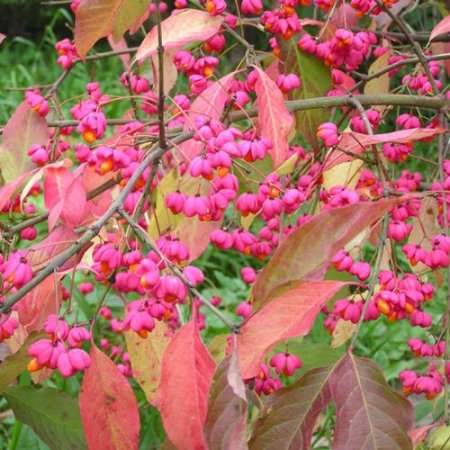 Садовые деревья и кустарники Садовые деревья и кустарники