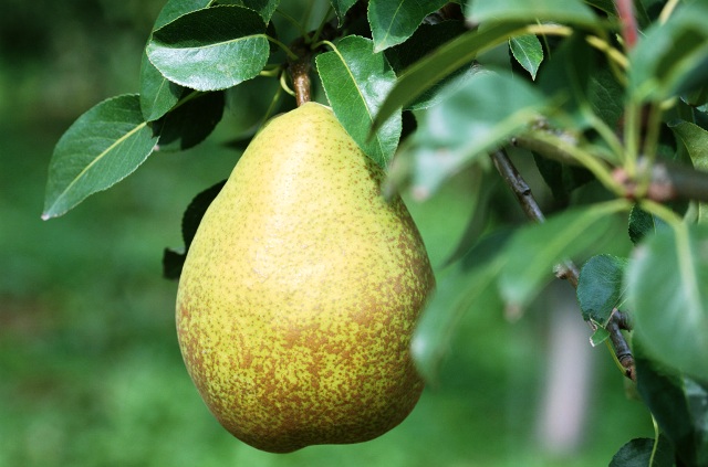 Груша Груша