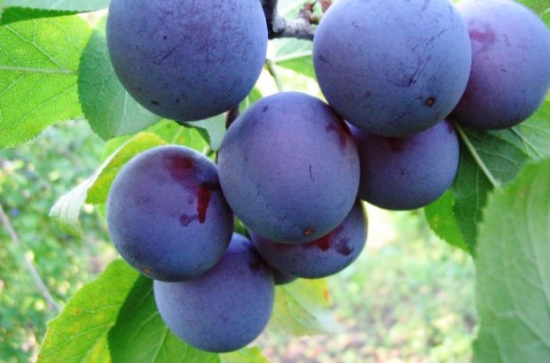 Слива Слива