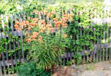 Ограждение дачного участка забором