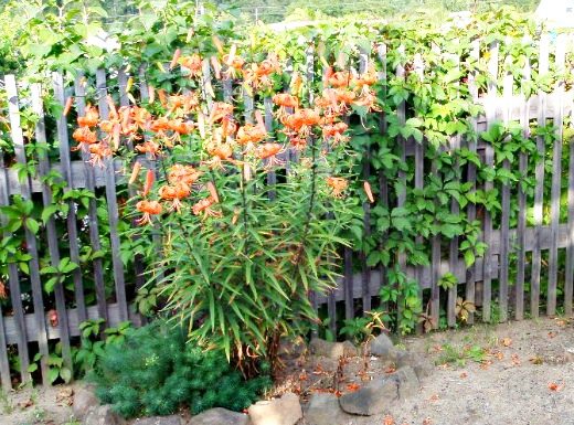 Ограждение дачного участка забором