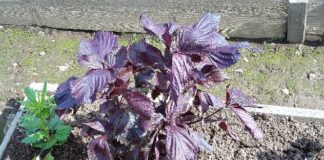 Перилла кустарниковая — описание и выращивание