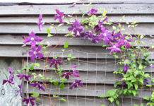 Вьющиеся растения для забора и сада