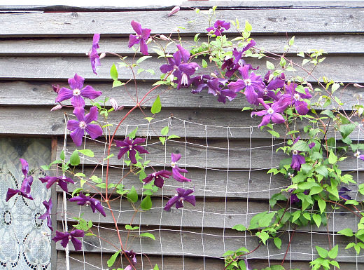 Вьющиеся растения для забора и сада