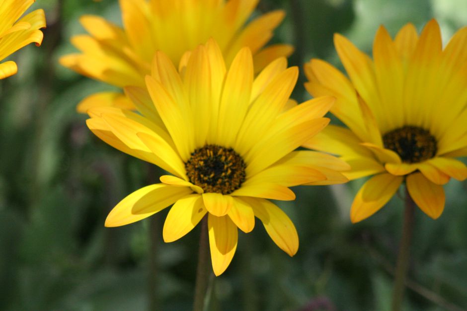 Рассада арктотиса Рассада арктотиса