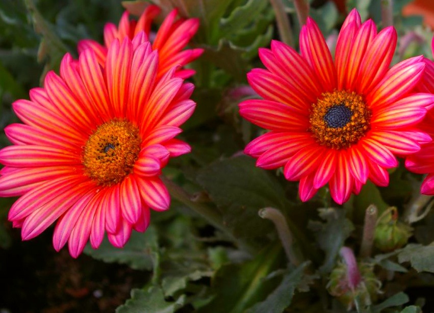 Цветение арктотиса Цветение арктотиса