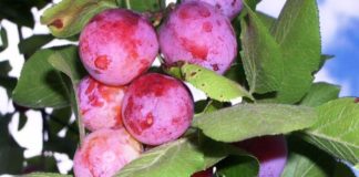 Вишнеслива