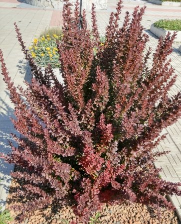 Садовые деревья и кустарники Садовые деревья и кустарники