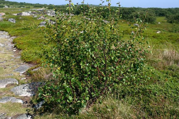 Самая маленькая береза Самая маленькая береза