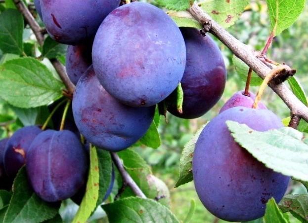 Слива Слива