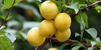 Слива русская (Алыча гибридная)